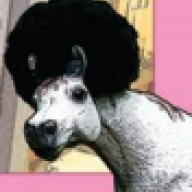 Afro Horse